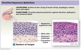Stratified Squamous Epithelium In 2021 Anatomy And Physiology Textbook Stratified Squamous Epithelium Human Anatomy And Physiology
