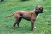 Leavitt Bulldog Opdrætter - Danmark