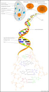 Check spelling or type a new query. Dna In A Cell