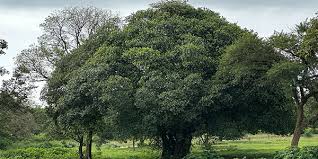 Image result for Ficus bubu