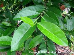 Image result for Suregada