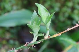 Image result for Chlorophytum sparsiflorum