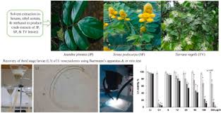 Image result for Turraea fischeri