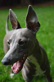 Top 20 dog breeds with pointy ears such as west highland terrier, rat terrier, pointy eared dogs such. Love Those Pointy Ears Grey Hound Dog Italian Greyhound Cat Groomer