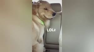 You might not know golden bailey by name, but there's a good chance you've seen one of her funny dog memes. Evil Dog Laugh Funny Dog Laugh Tiktok Dogs Youtube