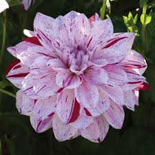 Hours may change under current circumstances Pin On Plants Flowers