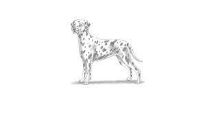 Draw an oval eye and blacken it. How To Draw A Dalmatian Dog My How To Draw