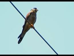 Common Kestrel Bird Bird Kestrel Common