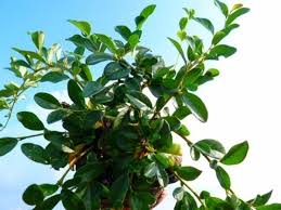 A carpet 4 metres wide. Pflanzen Mit Anwachsgarantie Cotoneaster Dammeri Radicans Kriechmispel Hier Gunstig Kaufen