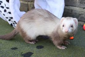 ferret colour chart