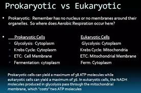 Maybe you would like to learn more about one of these? Under Aerobic Respiration A Molecule Glucose Is Oxidized To Generate 36 Atps In A Eukaryote Cell While 38 Atps Are In A Prokaryotic Cell How Does This Difference Occur Quora