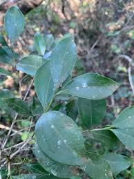 Image result for Strychnos henningsii