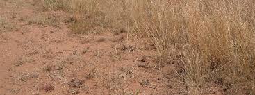 Image result for Oxygonum dregeanum