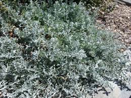 Image result for Ficalhoa laurifolia