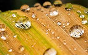 30 Refreshing Water Drops Wallpaper For Your Desktop Naldz Graphics In 2021 Droplets Water Drops Plant Wallpaper