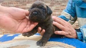Contact cane corsos of houston on messenger. 2 5 Wk Old Fat Headed Stocky Cane Corso Puppies Big Bones The Thickness Is Real Youtube