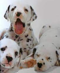 Find the perfect dalmatian puppies stock photos and editorial news pictures from getty images. Https Www Facebook Com Photo Php Fbid 746175072203472 Dalmatian Puppy Dalmatian Dogs Puppies
