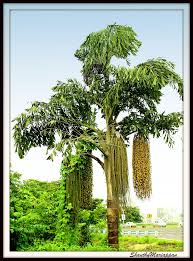 Image result for Caryota urens