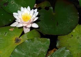 Animale protejate de lege in romania. Flori Rare Ocrotite Prin Lege Per Semitas Ab Monte