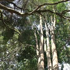 Image result for Ptaeroxylon obliquum