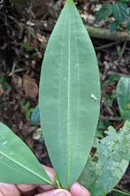 Image result for Erythroxylum emarginatum