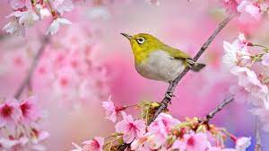 Download and use 100,000+ flower background stock photos for free. Pink Flower Green Bird Wallpaper Best Hd Wallpapers Bird Wallpaper Green Bird Bird