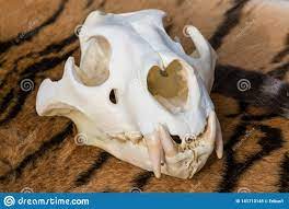 Cranio Do Tigre Siberian Na Pele Do Tigre Imagem De Stock Imagem De Estudo Anatomia 141713145