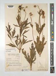 Image result for Clematis villosa