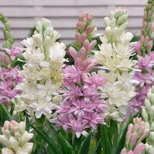 Image result for Polianthes tuberosa