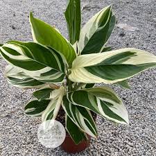 Image result for Maranta arundinacea