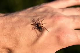 Symptoms of a black widow or brown recluse spider bite are nausea, vomiting, fever, headache, and joint or what are the first signs and symptoms of spider bites that aren't not poisonous? Spider Bite Treatment Advice Terminix
