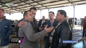 Hayvan Pazari Holstein 1 5 Yasinda Damizlik Duve Fiyati Balikesir Youtube