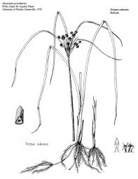 Image result for Oxycaryum