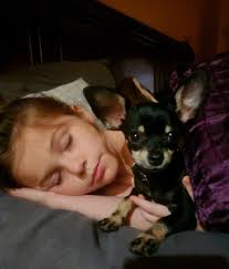 Our Little Pablo, loves his little human. He is 8 months old and right at  2lbs.