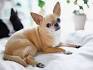 Chihuahua Dog Breed Information and Pictures