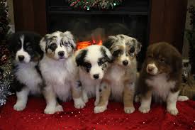 We are located in berthoud, colorado. Merle Creek Aussies Home Facebook
