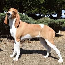 Image result for švycký honič