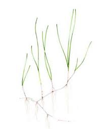 Image result for Cymodoceaceae