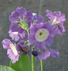 Image result for Primula x pubescens