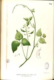 Image result for Phaseolus lunatus