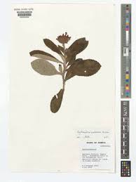 Image result for Erythrocephalum albiflorum