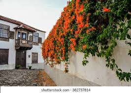 Image result for Pyrostegia