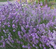 Maybe you would like to learn more about one of these? Growing Lavender In Colorado 7 245 Extension