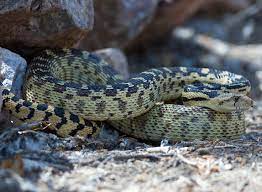 Gopher Snake Non Venomous Snake Animals Reptiles