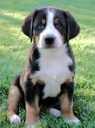99 Best Greater Swiss Mountain Dog Names Cute Dogs Breeds Cute Dogs Swiss Mountain Dogs