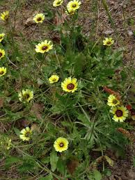 Image result for Bothriocline quercifolia