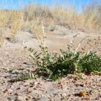 Image result for Astragalus atropilosulus