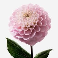 De die großfiedrige dahlie ist eine ausdauernde krautige pflanze mit einem rhizom und knollenwurzeln, die wuchshöhen von 70. Pompom Dahlie Rosa Frieda Theres