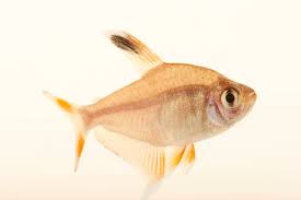 Image result for Tetradenia bainesii