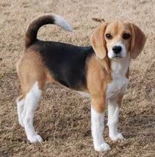 Oval tempered glass bathroom vessel sink bowl chrome mixer tap faucet set. Beagle Water Requirements Puppy Adult Senior Dogs